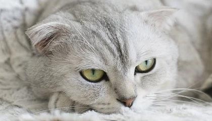 Pixiv科普:真相背后9个隐藏信号